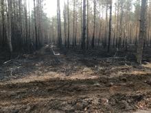 Pożary lasów w nadleśnictwach Grójec i Radoszyce