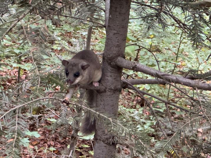 Źródło: Archiwum Zespołu Świętokrzyskich i Nadnidziańskich Parków Krajobrazowych w Kielcach. Na zdjęciu popielica szara
