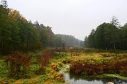 Widok&#x20;na&#x20;Zagożdżonkę&#x20;-&#x20;najdłuższą&#x20;rzekę&#x20;Puszczy&#x20;Kozienickiej&#x20;&#x28;fot&#x2e;&#x20;Edyta&#x20;Nowicka&#x29;