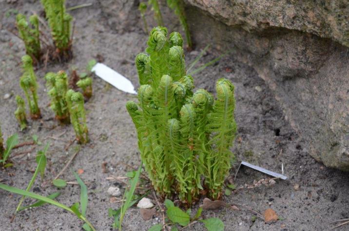 Pióropusznik&#x20;strusi&#x20;&#x28;Matteucia&#x20;struthiopteris&#x20;L&#x2e;&#x29;&#x2c;&#x20;roślina&#x20;chroniona&#x20;rosnąca&#x20;w&#x20;Arboretum&#x20;przy&#x20;Nadleśnictwie&#x20;Marcule&#x20;&#x28;Fot&#x2e;&#x20;Paulina&#x20;Godula&#x29;