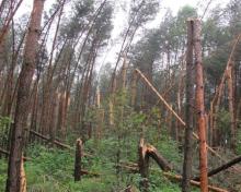 Leśnicy oszacowali szkody od wiatru