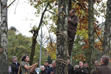 Pszczoły wracają do lasu