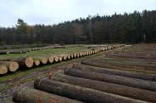 Regionalna Submisja Drewna Szczególnego RDLP w Radomiu