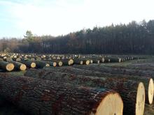 Regionalna Submisja Drewna Szczególnego w RDLP w Radomiu