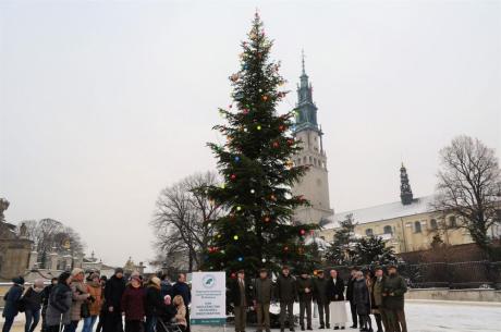 Choinka od leśników na Jasnej Górze