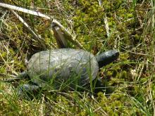 Projekt z  mokradłami w tle – żółw błotny
