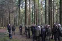 O drzewostanach jodłowych na Radzie LKP „Puszcza Świętokrzyska”
