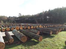VI Regionalna Submisja Drewna Szczególnego w RDLP w Radomiu