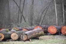 Najcenniejsze drewno z RDLP w Radomiu zostało sprzedane