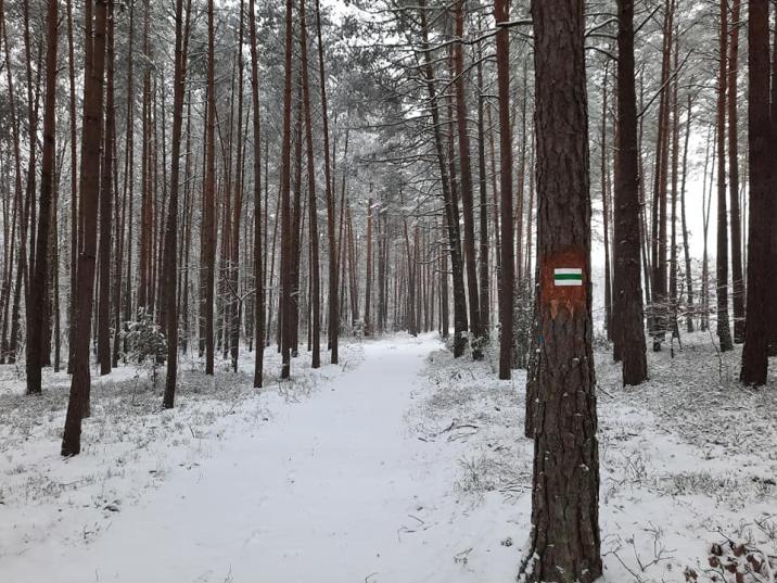 Zdjęcie&#x20;przedstawia&#x20;nowy&#x20;szlak&#x20;turystyczny&#x20;biegnący&#x20;przez&#x20;las&#x2c;&#x20;fot&#x2e;&#x20;Paweł&#x20;Kosin