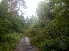 Dziesiątki połamanych drzew po burzy na terenie Nadleśnictwa Kielce