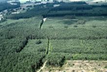 Monitoring stanu lasu z powietrza