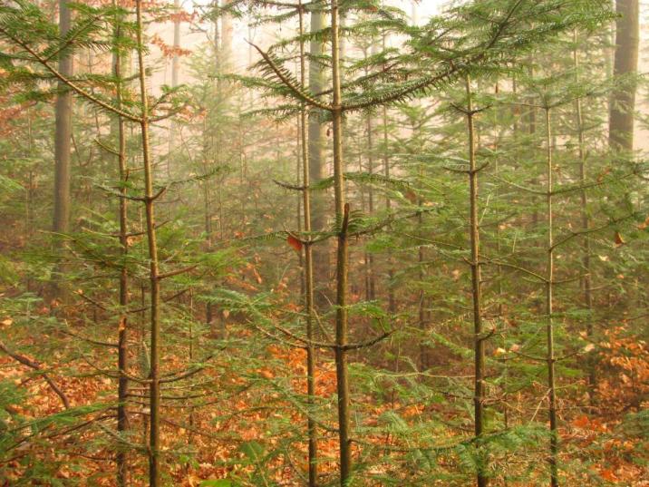 Odnowienie&#x20;jodłowe&#x20;-&#x20;drzewka&#x20;zniszczone&#x20;przez&#x20;nielegalne&#x20;pozyskanie&#x20;stroiszu&#x2c;&#x20;fot&#x2e;&#x20;Paweł&#x20;Kosin