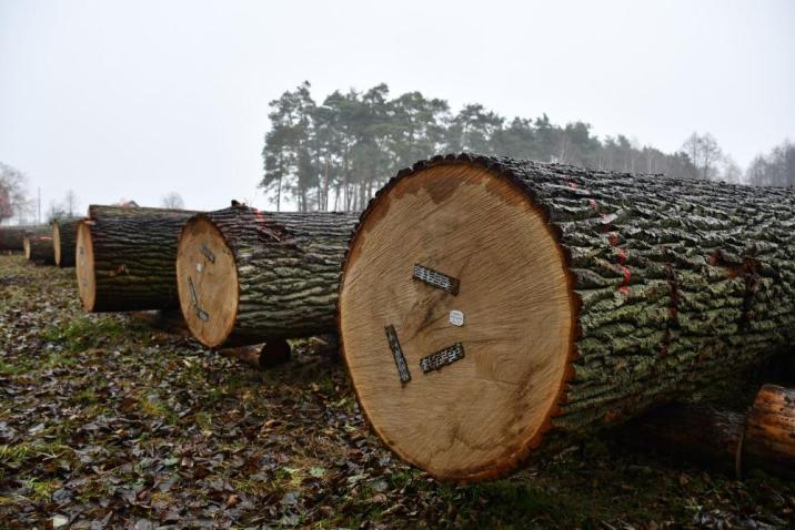 Surowiec&#x20;dębowy&#x20;o&#x20;szczególnych&#x20;cechach&#x20;użytkowych&#x20;sprzedany&#x20;na&#x20;regionalnej&#x20;submisji&#x20;RDLP&#x20;w&#x20;Radomiu&#x2c;&#x20;fot&#x2e;&#x20;Edyta&#x20;Nowicka