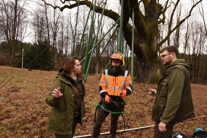 Leśnicy&#x20;i&#x20;arboryści&#x20;podczas&#x20;pobierania&#x20;pędów&#x20;z&#x20;dębu&#x20;Bartka&#x2c;&#x20;fot&#x2e;&#x20;Edyta&#x20;Nowicka