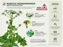 Walka z niebezpiecznym olbrzymem wciąż trwa