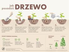Akcja #sadziMy – rozdamy milion sadzonek drzew w kraju