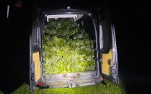 Stop dla kradzieży stroiszu i niszczenia jodeł