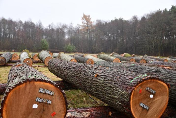 Drewno dębowe sprzedane na submisji, fot. E. Nowicka