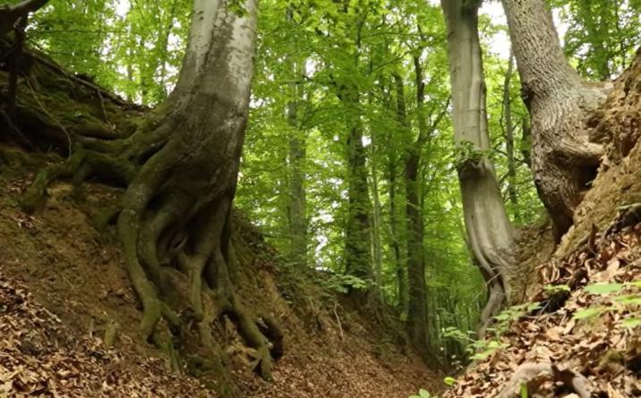 Kadr z filmu "140 lat RDLP w Radomiu"